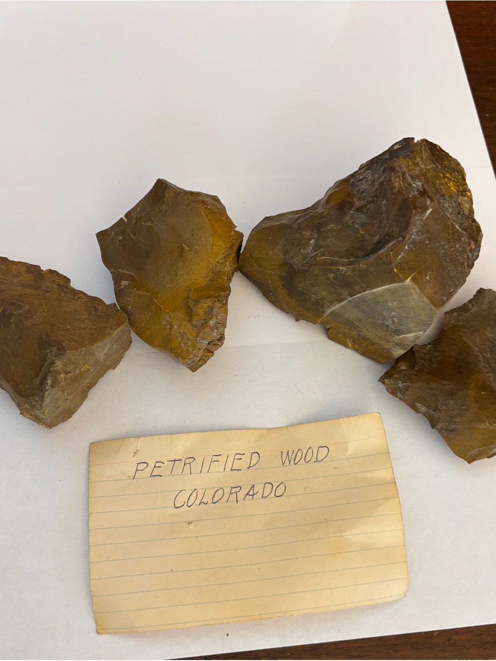 Petrified Wood Decorative Rock - Collection Brown